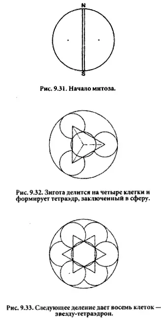 Затем казалось бы ниоткуда появляется трубочка Хромосомы разделяются - фото 22