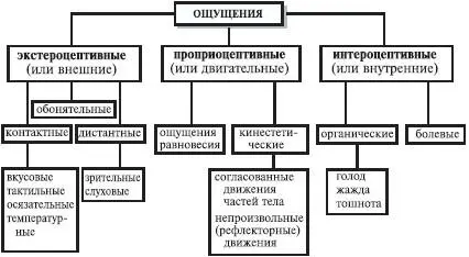 Рис 8Классификация ощущений по Ч Шеррингтону Все ощущения обладают - фото 11