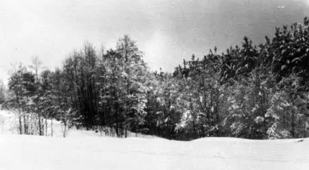 Лес можно фотографировать сколько угодно 1956 г Вот только девки у вас - фото 118