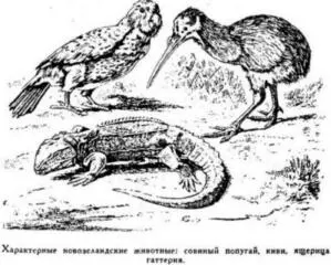 Восторженные отзывы о нем Кука а впоследствии Лабийярдьера вызвали в Европе - фото 31