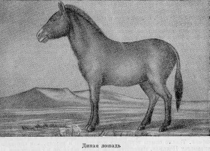 За исключением Чжунгарии кэртаг нигде более не водится Таким образом прежний - фото 5