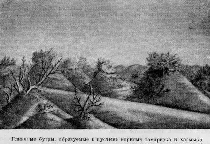 Фауна Царство животных северного Цайдама также весьма бедное Здесь нет вовсе - фото 14