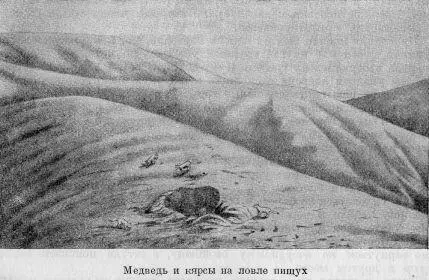 Обыденную пищу описываемого медведя составляют некоторые альпийские травы - фото 25