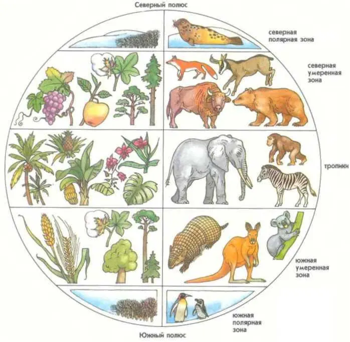 На рисунке изображены климатические зоны Земли а также распространенные в них - фото 45