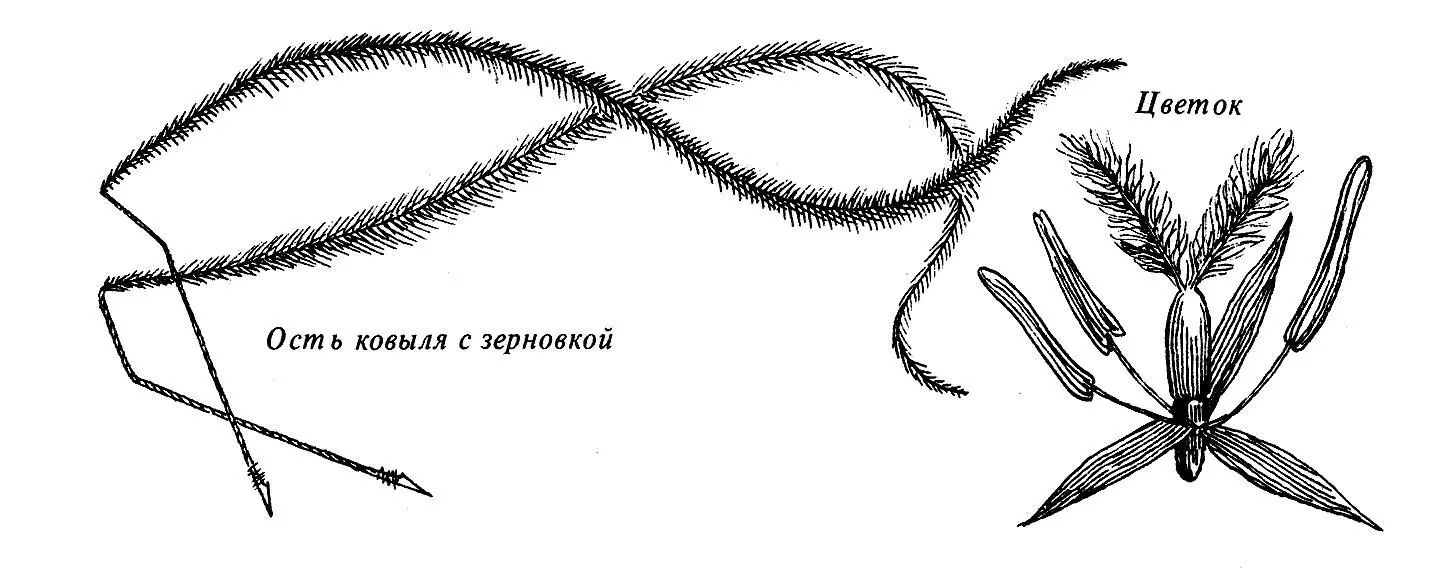 ЛИАНЫ ЛАЗЯЩИЕ ДЕРЕВЬЯ Снова дорога алфавита привела нас в тропический - фото 32