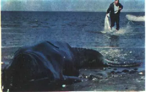 Маленький кит застрял на берегу и Тед Уокер пошел за водой чтобы полить его - фото 26