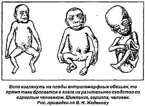 У самых разных специализированных млекопитающих хоботных грызунов - фото 12