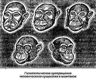 Немецкий исследователь Б Гржимек был вынужден одно время содержать в своем - фото 34