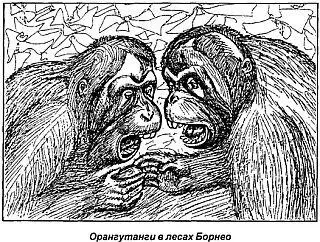 Участь обезьян коротающих свои дни в зоопарках не намного лучше Молодой - фото 35