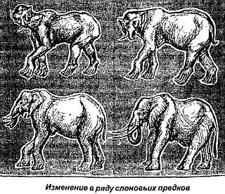 Мамонт на дне стаканчика Из палеонтологической летописи известно что у слонов - фото 55