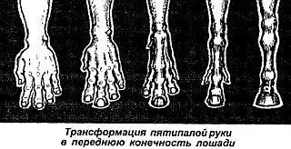 История взаимоотношений человека и лошади насчитывает не одно тысячелетие и - фото 65