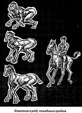 А вот уже другая история о том как домашние лошади становятся дикими Когда - фото 66