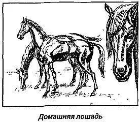 Существуют одичавшие лошади и в Европе До сих пор в болотистых низинах на юге - фото 67