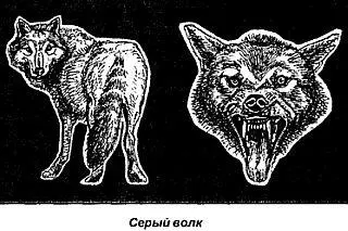 Летом волк мышкует Он охотится на полевок и других мелких грызунов Во время - фото 72