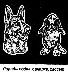 Если за своими четвероногими питомцами хозяева собак могут наблюдать не выходя - фото 75