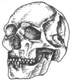 Рис 30Омо 1 один из древнейших черепов Homo sapiens Открытие черепа Омо 1 - фото 40
