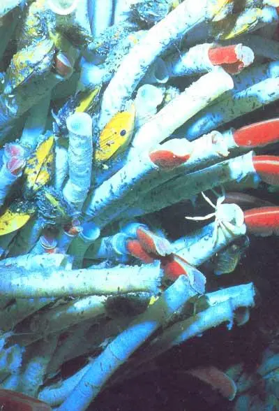 11 Гигантские черви у подводного вулкана вблизи Галапагосских овов 12 - фото 14