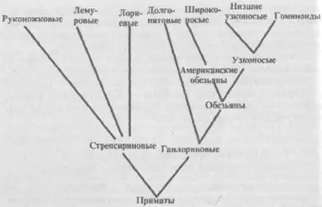 Рис 12 Связь между основными таксономическими подразделениями приматов В - фото 1