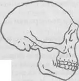 1 Homo erectus 2 Homo sapiens sapiens Homo erectus жил от 16 миллиона до - фото 10