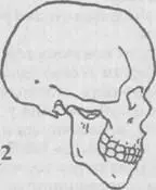 1 Homo erectus 2 Homo sapiens sapiens Homo erectus жил от 16 миллиона до - фото 11