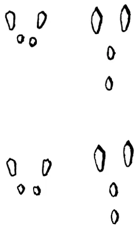 Расположение отпечатков четверками Слева группа следов в форме трапеции - фото 3