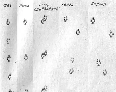 Рис 13 Лисьи аллюры Наряду с этим на лисьих следах нередко встречаются - фото 15