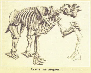 Мегатерии кости которых Дарвин доставил в Англию для исследования общим - фото 4
