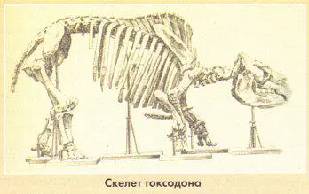 Совсем другой облик имеет глиптодонт или гигантский ископаемый броненосец - фото 6