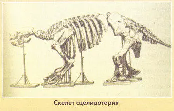 Совсем другой облик имеет глиптодонт или гигантский ископаемый броненосец - фото 7