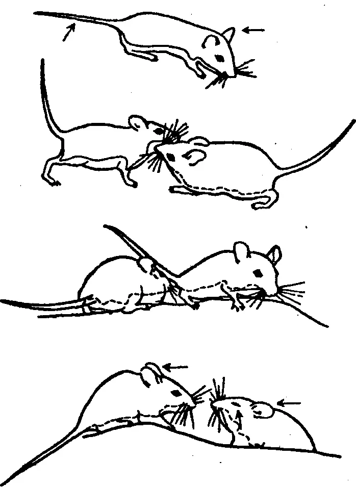 Рис 43 Оптикоольфакторное общение у грызунов род Peromyscus Стрелками - фото 44