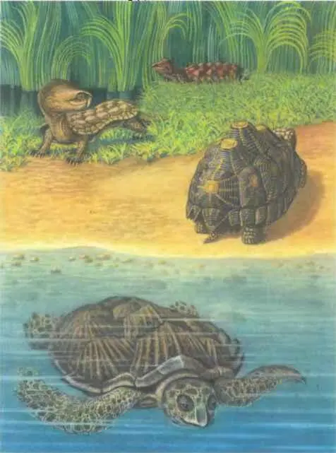 Интересно все ли черепахи видят тепловые лучи Если вы решите узнать это у них - фото 19