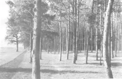 Внешний вид лесного массива где размещался Вервольф лето 1942 г - фото 14