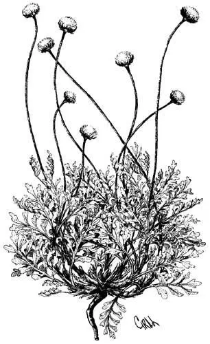 Канкриния дисковидная Cancrinia discoidea Ledeb Poljak КРУГ ДЕCЯТЫЙ - фото 45