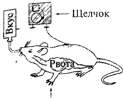 Рис 33 Схема показывающая избирательность ассоциаций между УС и - фото 8