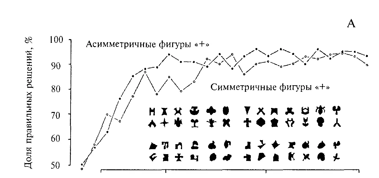 Рис 54 Обобщение признаков симметрия и асимметрия у голубей А - фото 55