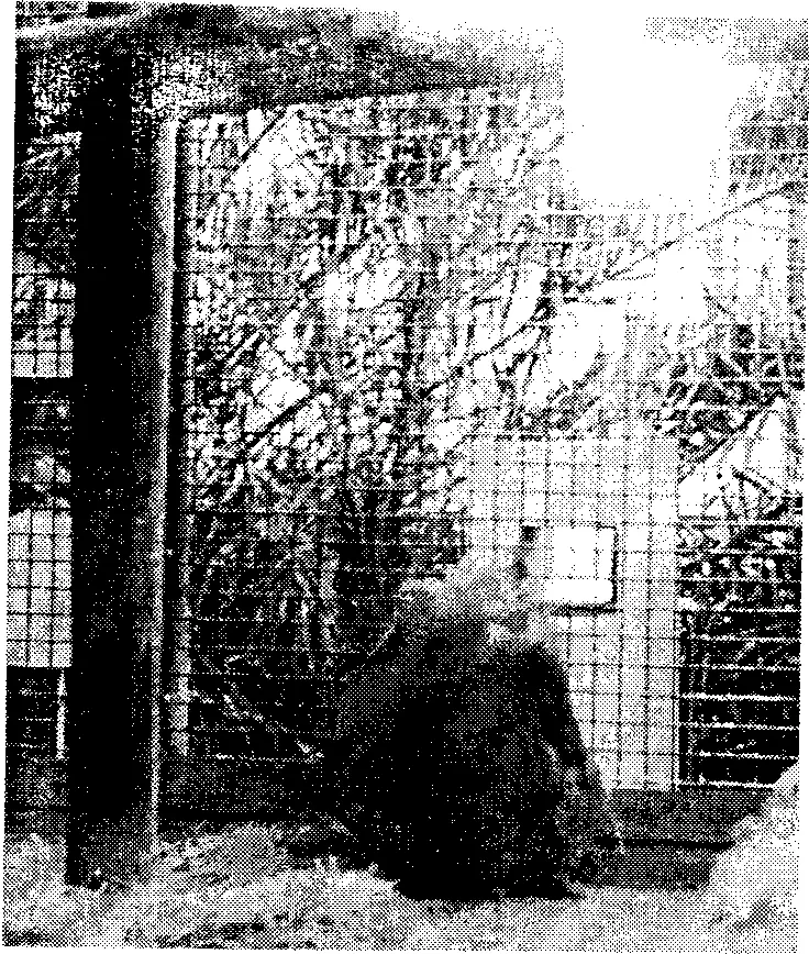 Рис 73 Исследование реакции на зеркало у орангутана в условиях зоопарка - фото 70