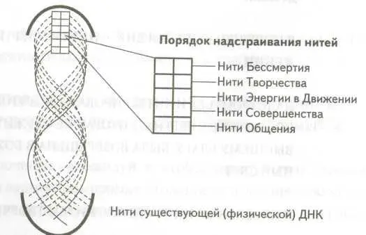 з Эти виртуальные нити ДНК соединяются в пары надстраиваются одна над другой - фото 16