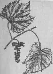 Рис 13 Vitis vulpina L V riparia Michx V vulpina L V riparia - фото 12