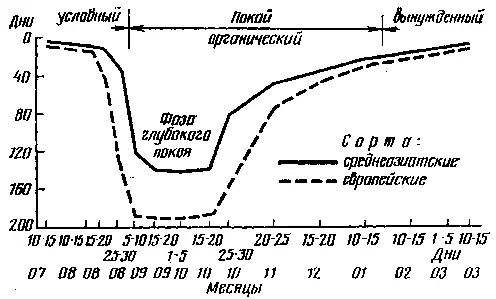 Рис 28 Динамика покоя почек глазка винограда по Кондо Период вегетации у - фото 30