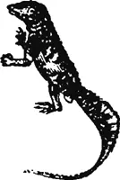 Lepidodactylus lugubris небольшая ящерица из семейства гекконов которая - фото 84