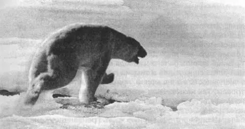Стихия белого медведя не просто хаос из белых ледяных полей и торосов - фото 3