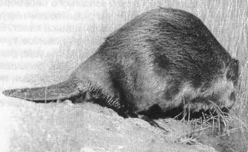Во многих отношениях бобр очень интересное и своеобразное животное Можно - фото 47