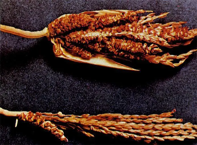 Возделывание маиса было известно всем народам доколумбовой Мезоамерики Початки - фото 95