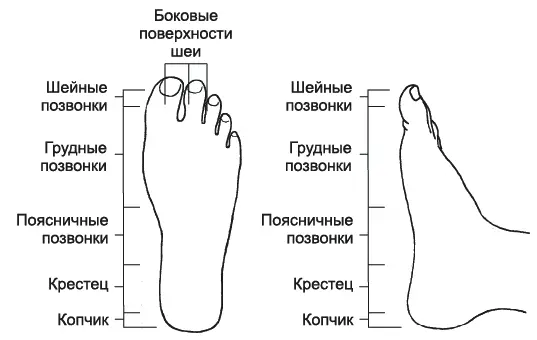 Рис 9Рефлекторные линии расположенные на стопах На стопах ног расположено - фото 42
