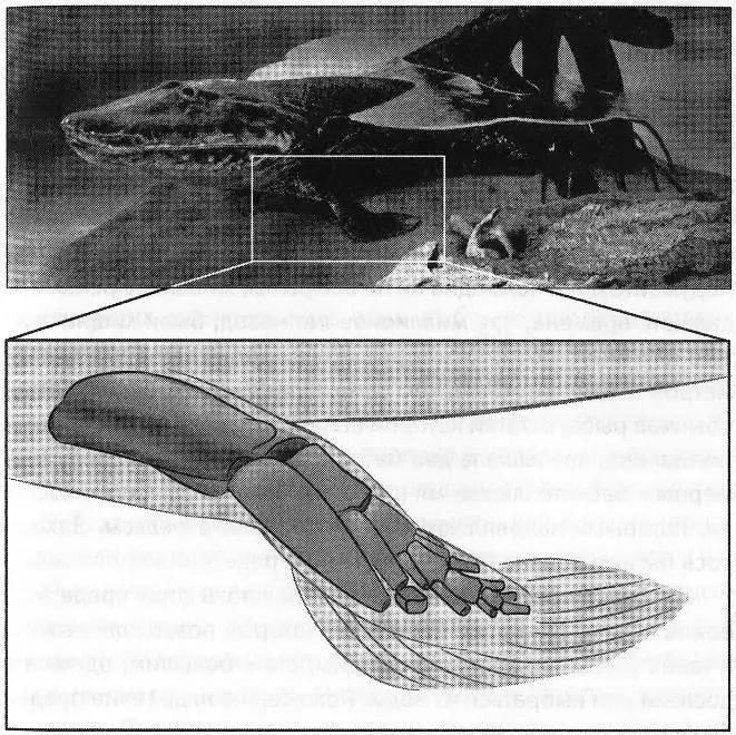 Реконструкция тиктаалика в натуральную величину вверху и рисунок его плавника - фото 13