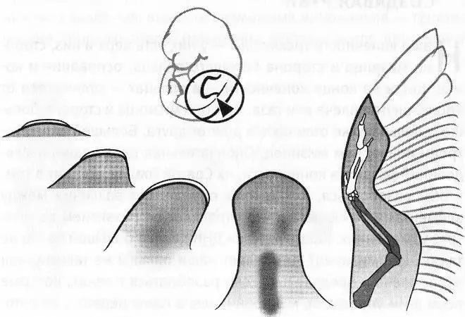 Развитие конечности на примере крыла цыпленка Все ключевые стадии развития - фото 15