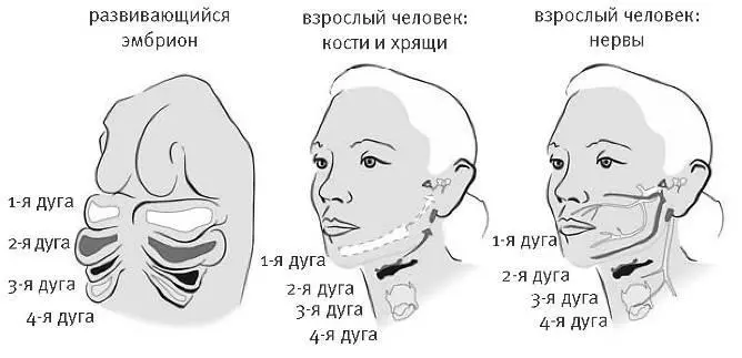 Если проследить ход преобразования дуг в процессе развития от эмбриона до - фото 23