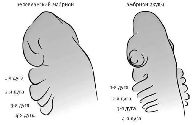 По ходу развития у всех позвоночных животных от акул до людей возникают эти - фото 24