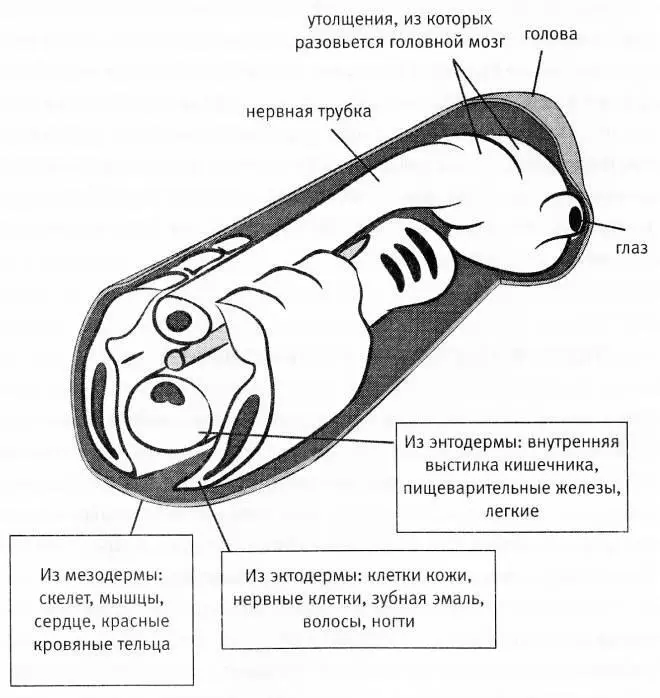 Через четыре недели после оплодотворения мы представляем собой две трубки одна - фото 28