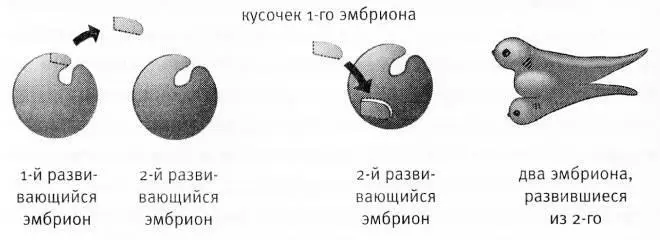 Всего лишь пересадив на один эмбрион кусочек ткани другого Хильда Мангольд - фото 29